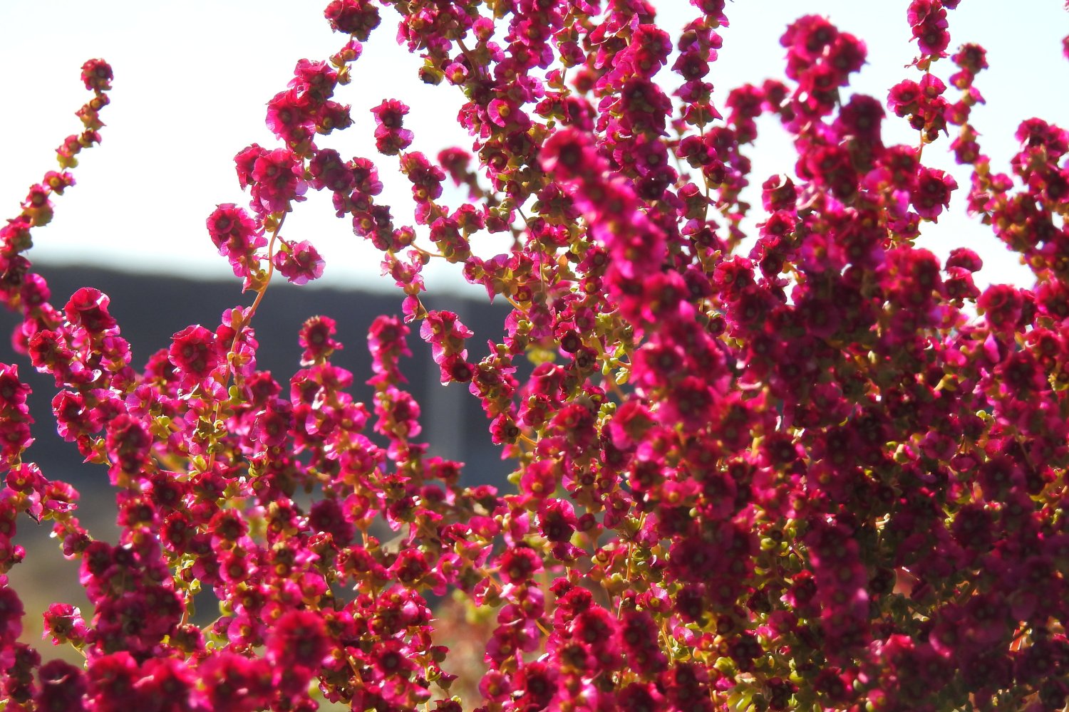 新疆博州:火红的白茎盐生草