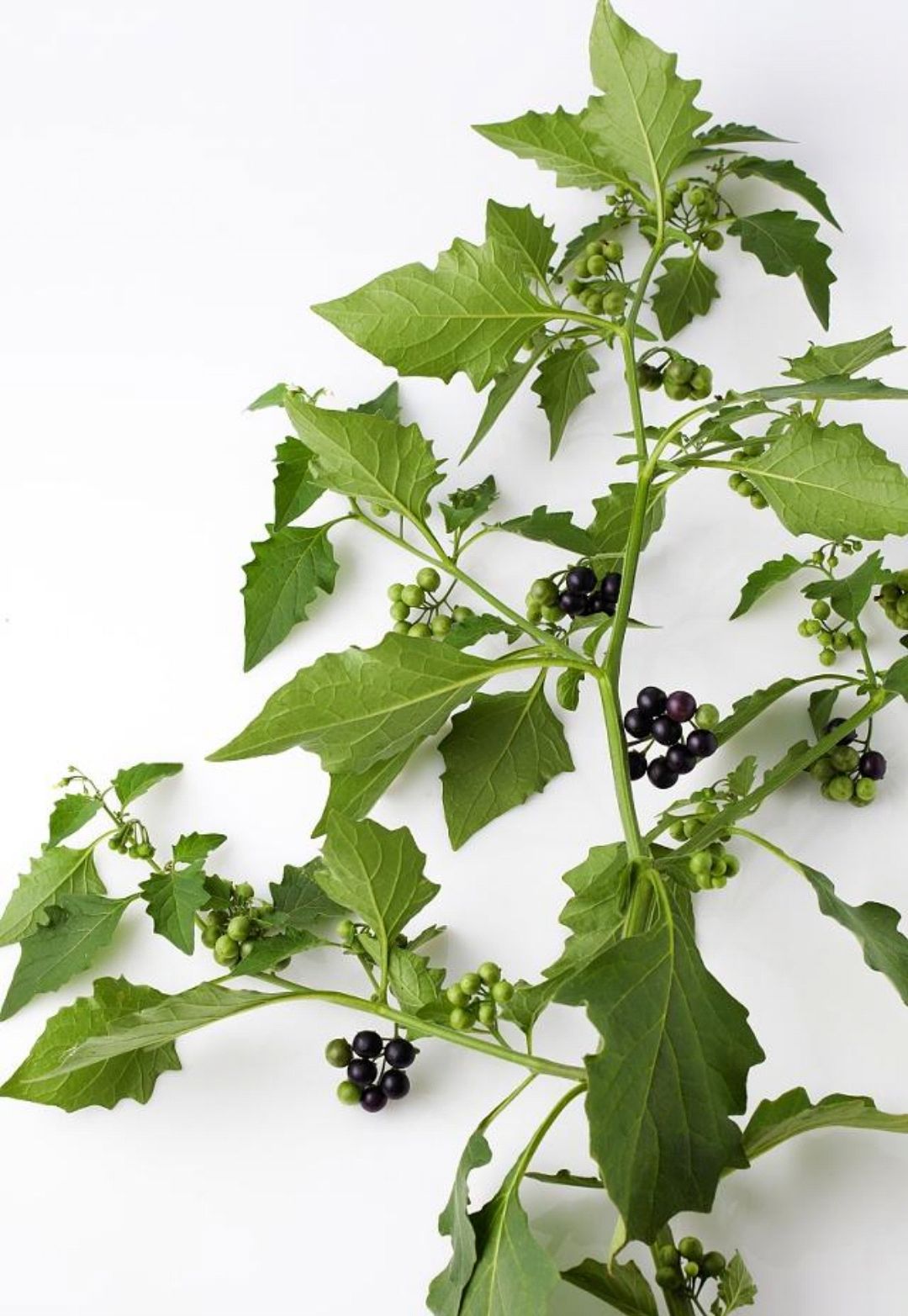 向大家介绍一种中国北方常见的植物——龙葵!