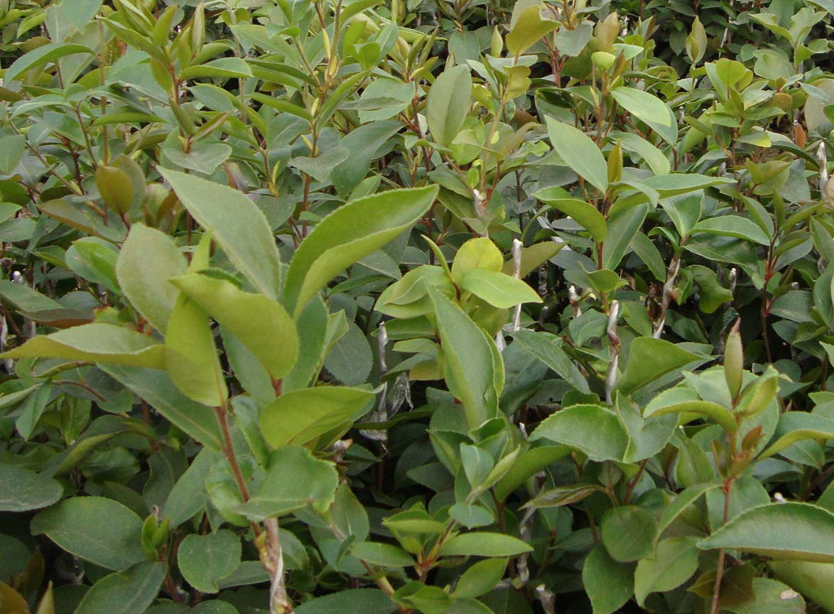 油茶树是生产茶油的主要原料,在人工种植时,要控制好这5点!