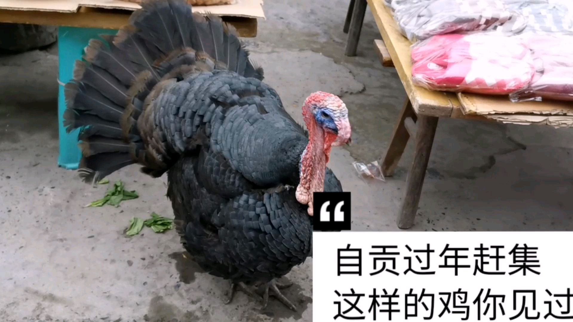自贡农村过年赶集,这个鸡的鸡冠会随着心情变化而变化还是头回见