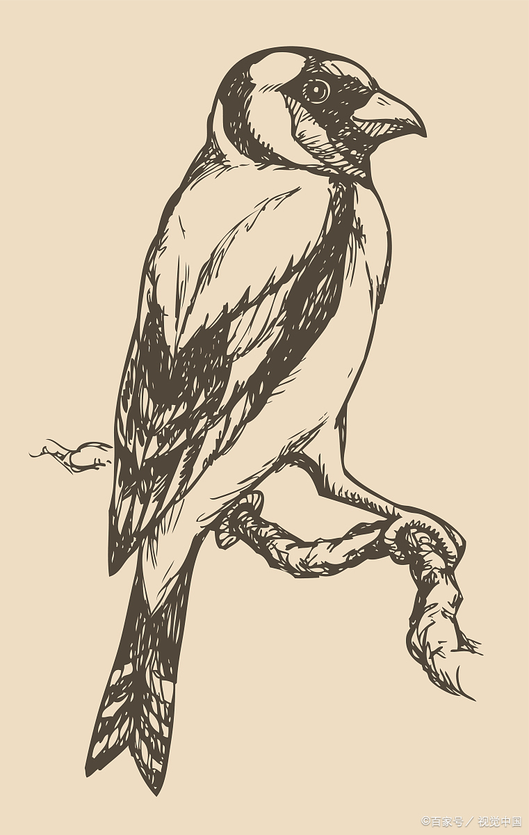 首先,我们得问问自己:翠鸟的外貌特征是什么