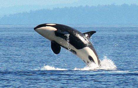 为什么海洋中的霸主"鲨鱼",会怕温顺可爱的海豚?涨知识了