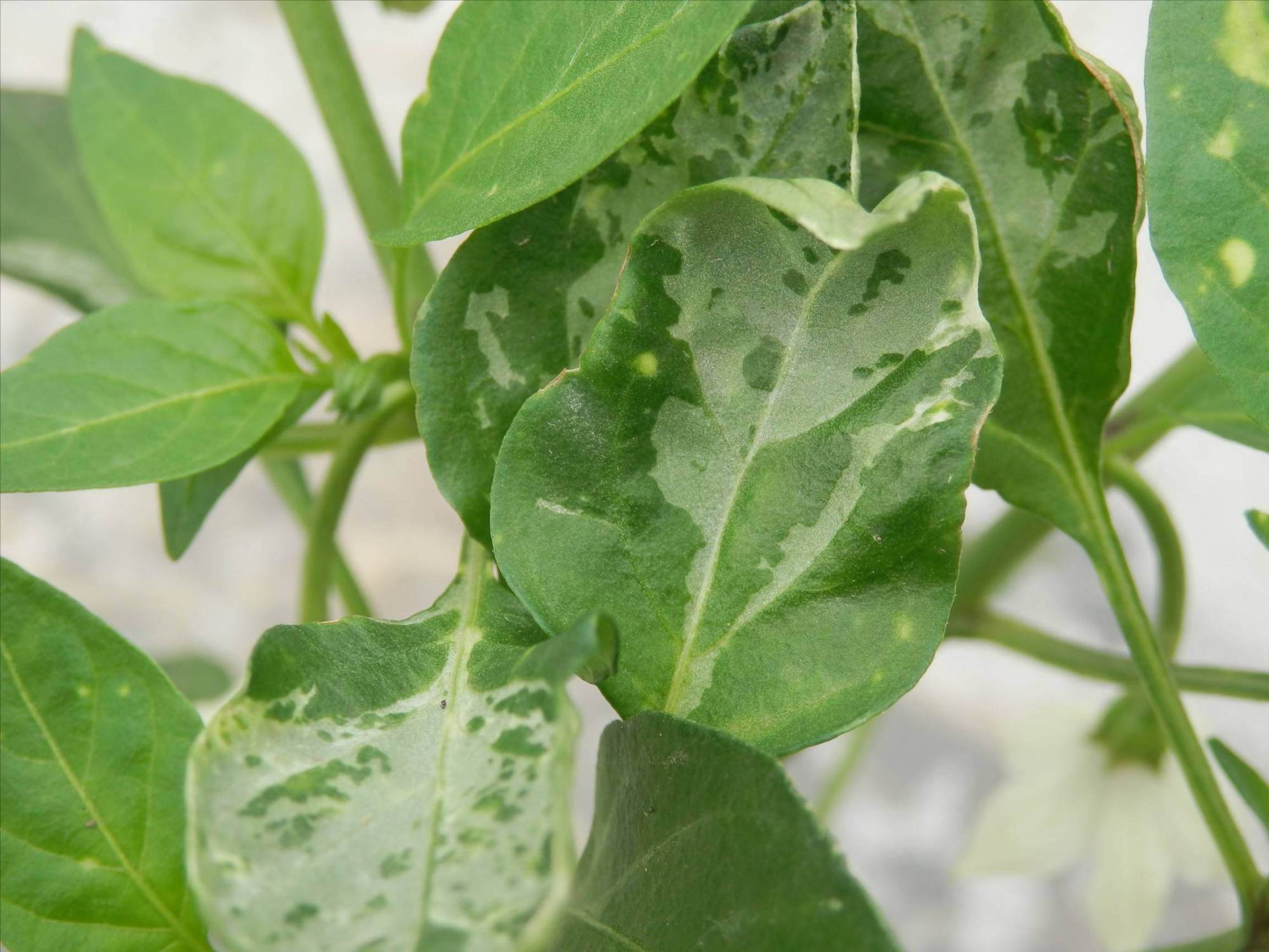 甜椒- 热门商品专区