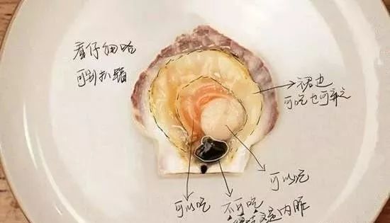 扇贝的内部结构图图片