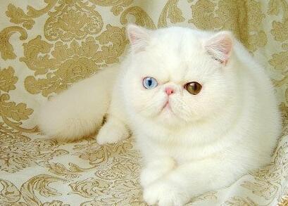 鸳鸯眼波斯猫真的好美,一双眼睛可勾魂了