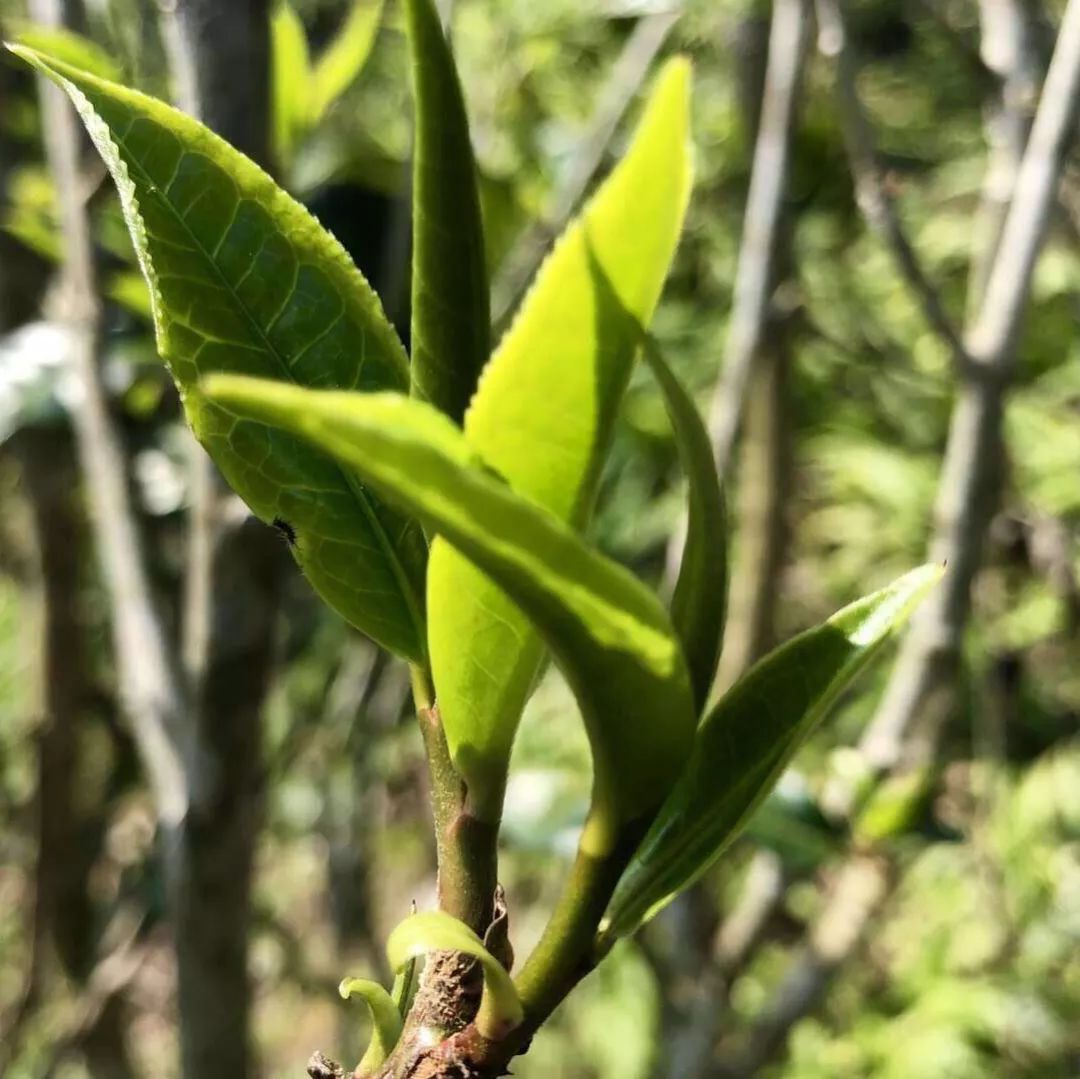 细品景迈山古树茶