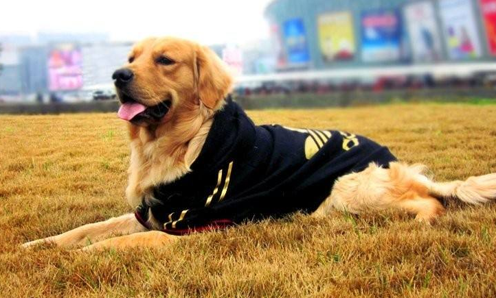天气变冷,请爱护好你的爱犬,冬季给金毛犬穿衣要注意的细节