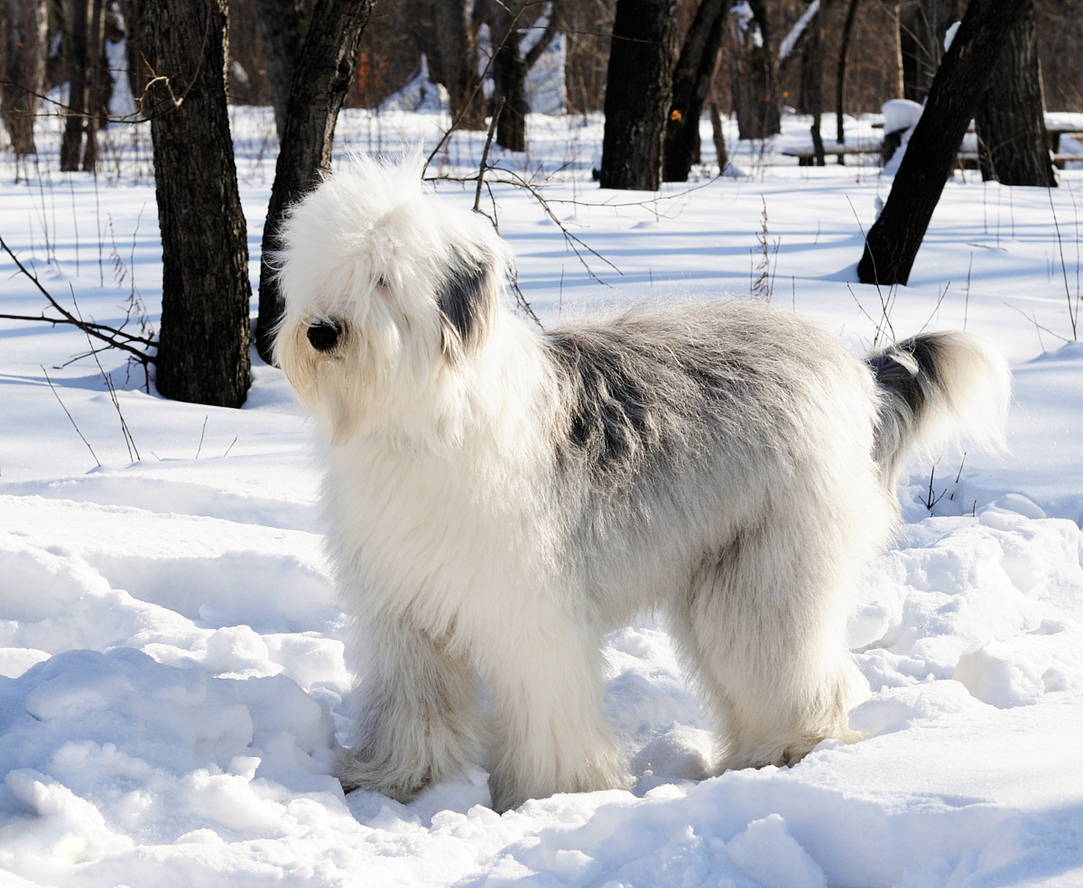 北方因纽特犬图片图片