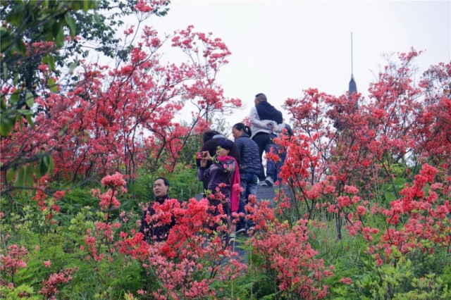 磐安满山的杜鹃红了!来玩!