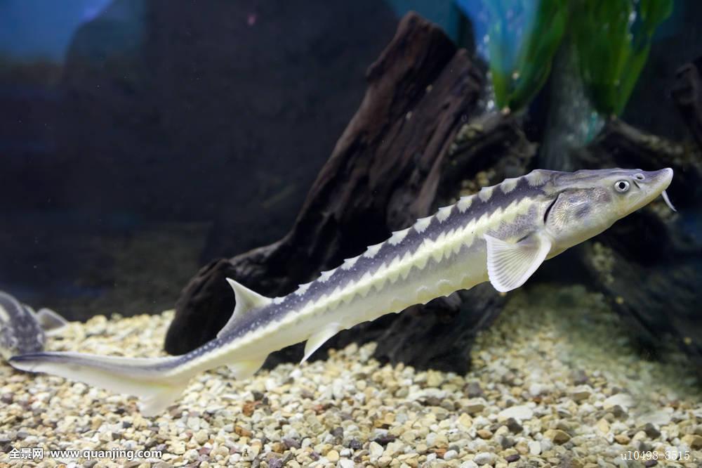 鲟鱼- 优质问答专区