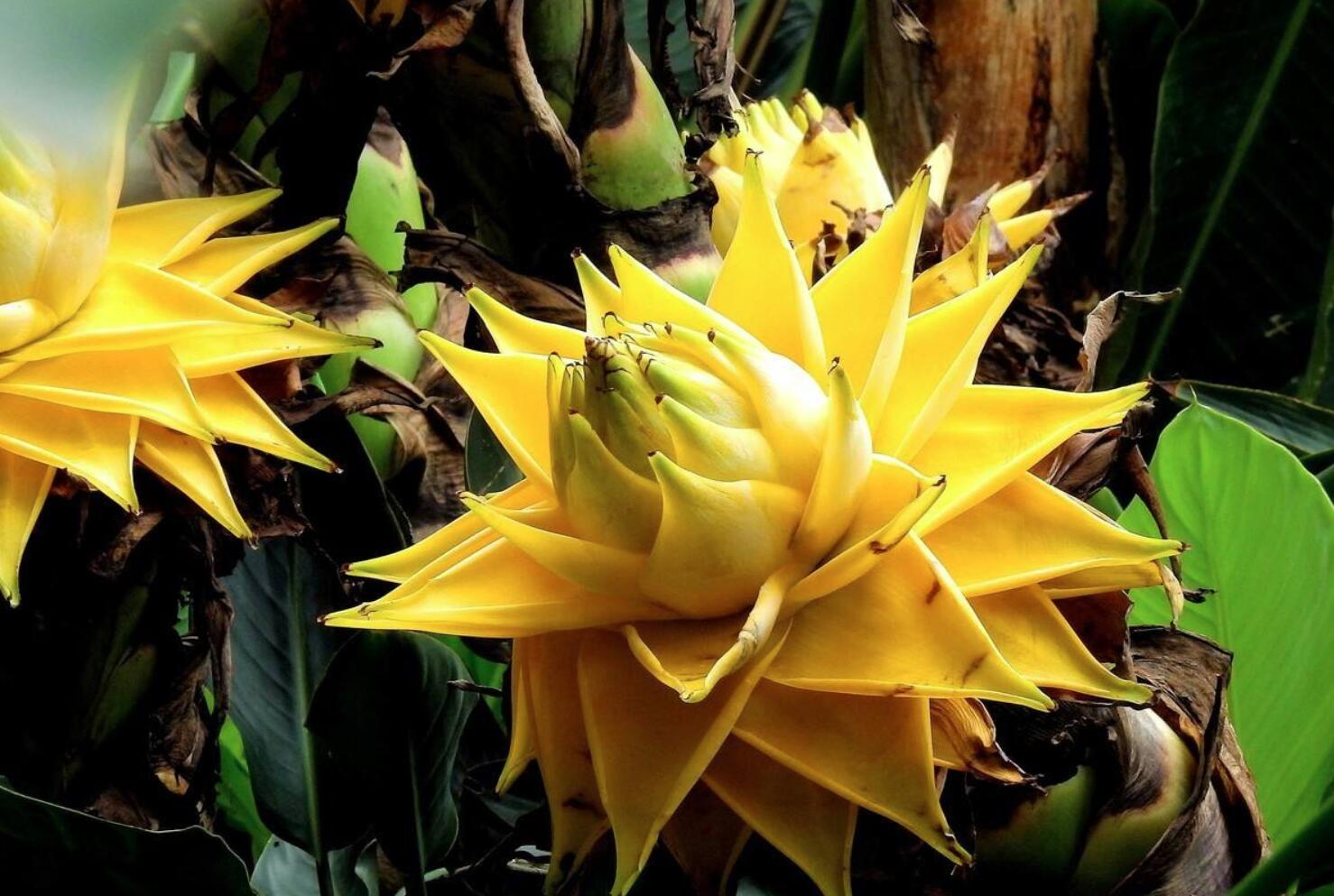 这种花卉是佛教的"五树六花"之一,中国特有,不仅好看而且好吃