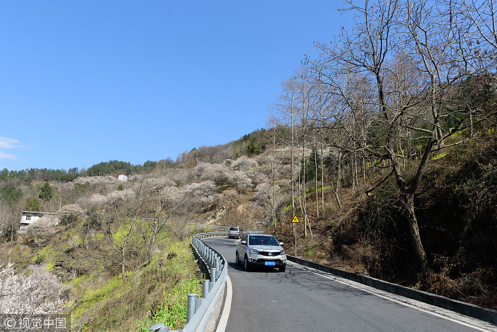 四川绵阳万亩梅花盛开 八方游客慕名而来