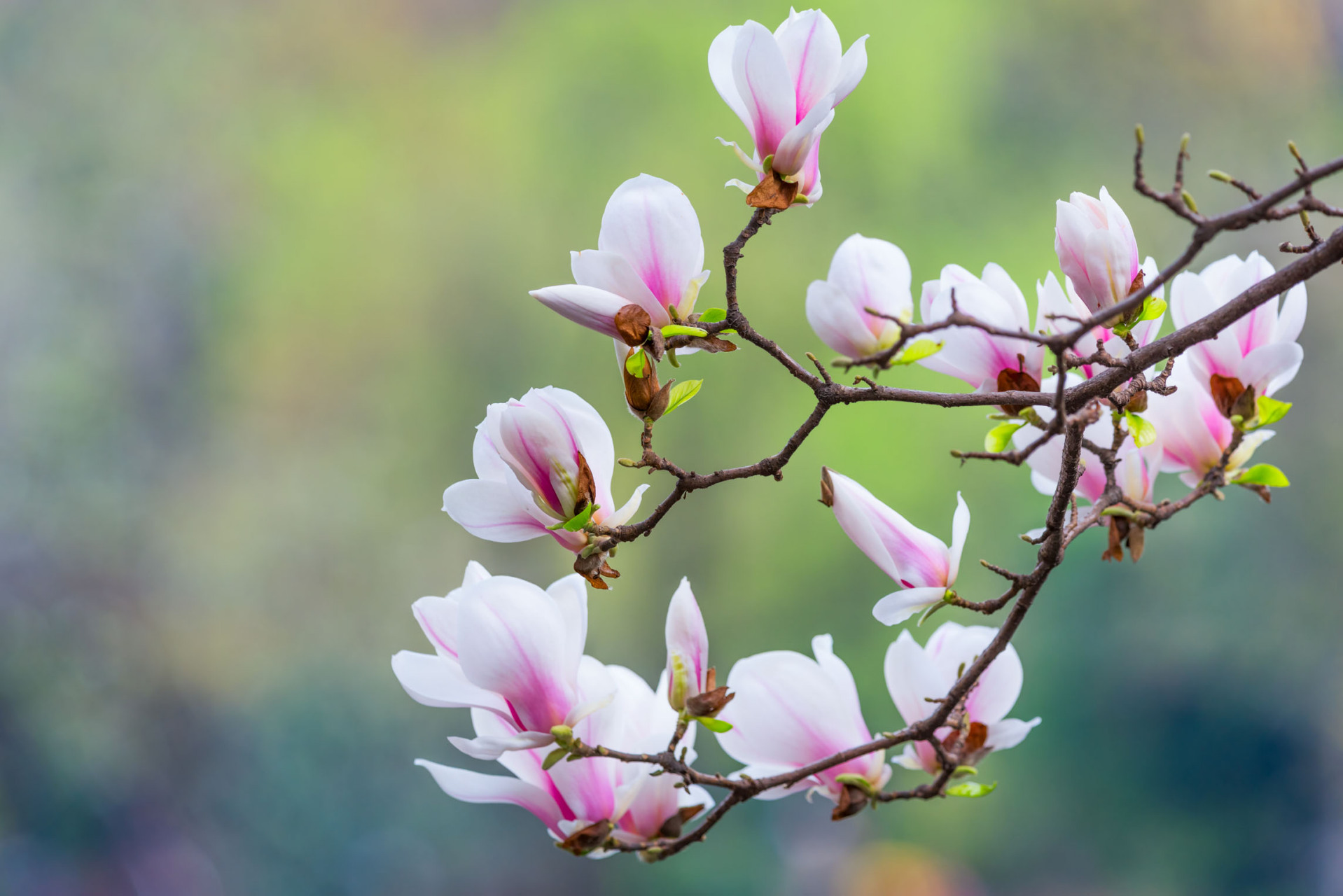 《辛夷坞(唐:王维 木末芙蓉花,山中发红萼.