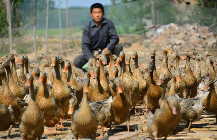 导语:大家好,我是百家作者兰陵聊三农,今天小编带大家来说一说,养鸭子