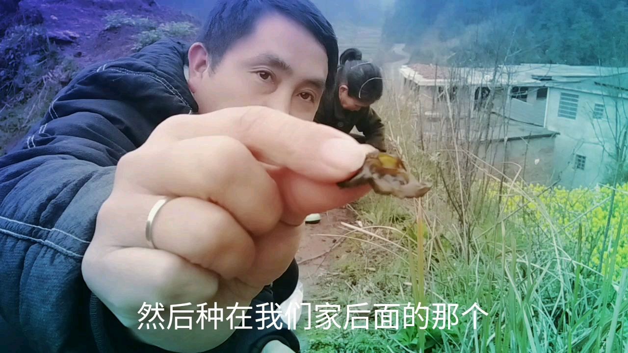山上的野菜地帽菜摘回家种,这个方法真的好,可以经常吃地帽菜