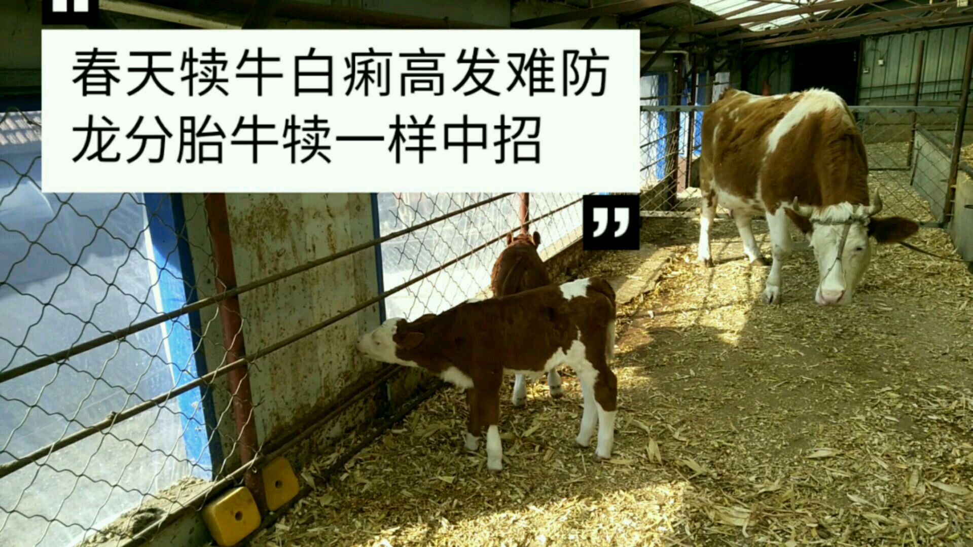 东北养牛大伟,春天是这个新生犊牛白痢高发期,如何防范成了难题