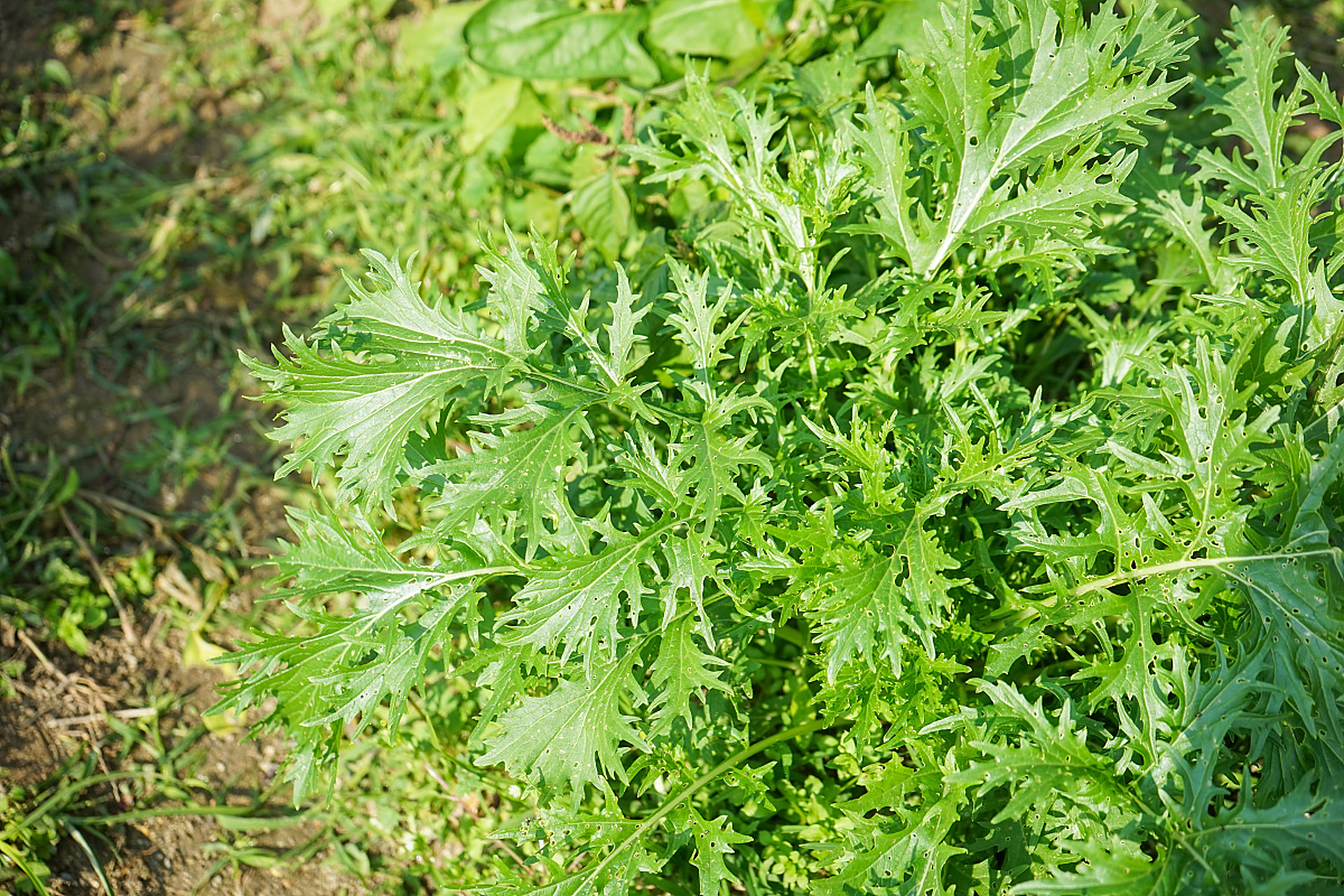 先来认识一下毒芹吧!生长在北半球温带地区,毒性极强但也有药用价值.