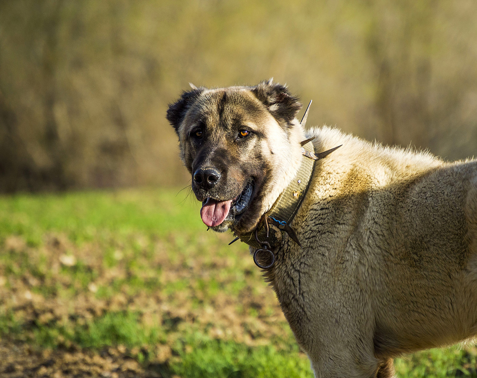 万人商单计划# #百家新收益# 坎高犬是一种源于土耳其的犬种,具有