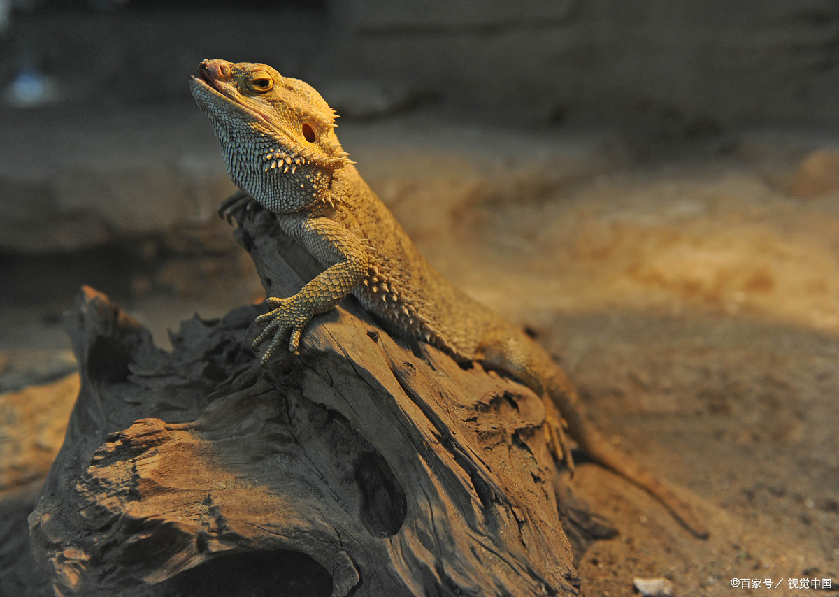 宠物蜥蜴哪种最好养?