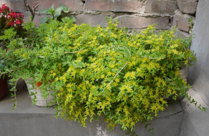 人称"打不死",会开出黄色五角星形状的花,不仅价值高还美观