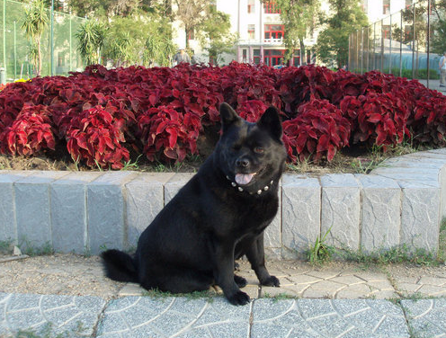 舒柏奇犬,是一种好奇,对周围每件事物都感兴趣的狗