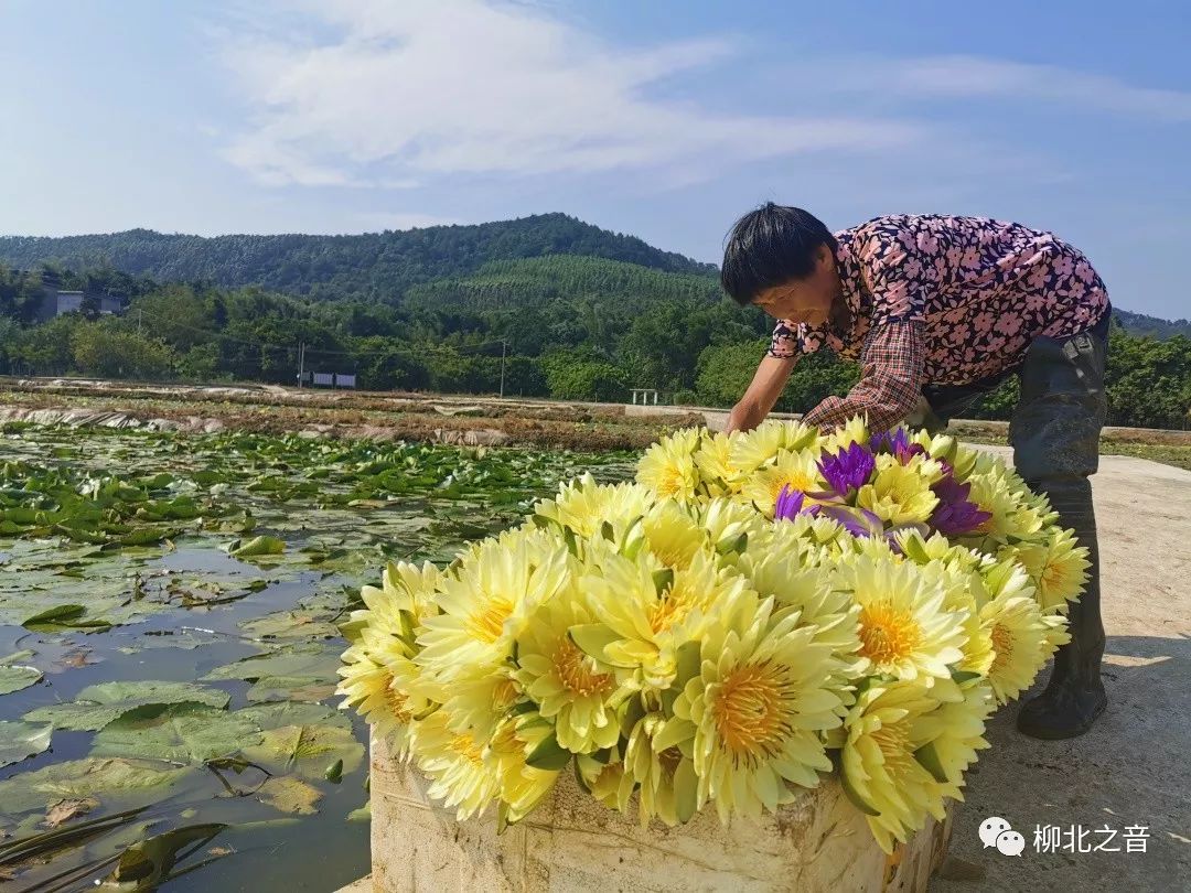 「农民丰收节」看,石碑坪下陶村九品香水莲丰收现场,太震撼了!