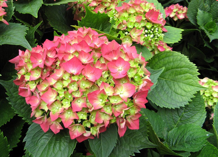 适合夏天养的"网红花",学会1招,开出红蓝花,花期120天