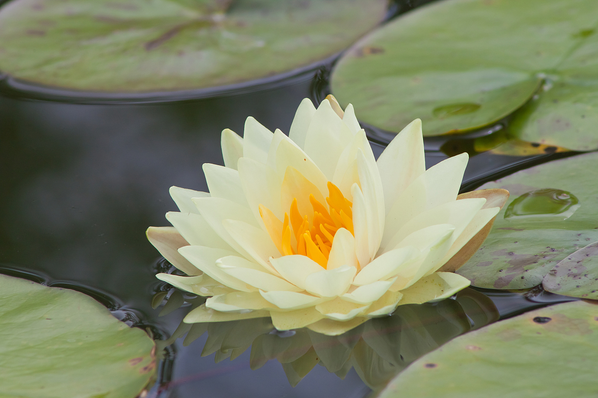 三根香小莲花图片