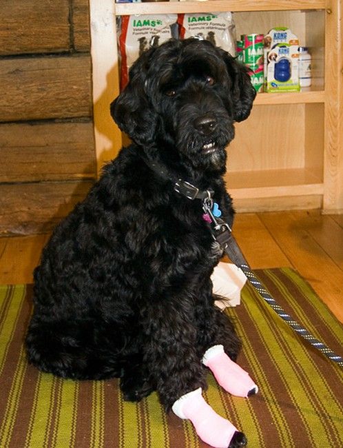 葡萄牙水犬是优秀的游泳者,潜水者