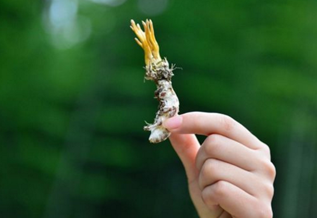 这莳花叫蝉花,寄生在蝉的身上,本身是一种草虫菌,吸收婵的身体营养来