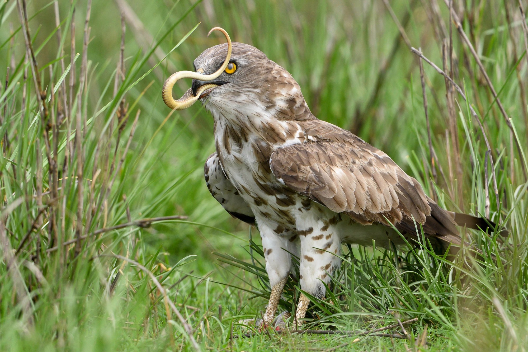 蛇鹰300米高空盘旋,瞬间"锁定"1.2米长有毒眼镜蛇,并抓起吞噬