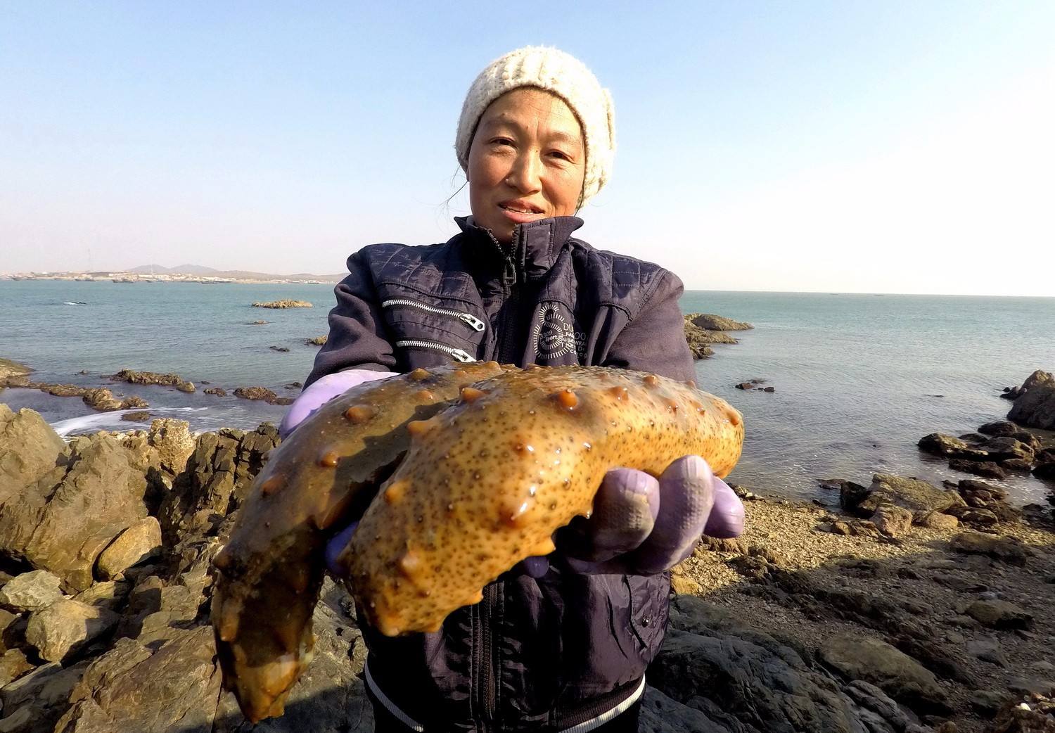 有着极高营养价值的海参:在人工养殖的时候如何帮助它们越冬?