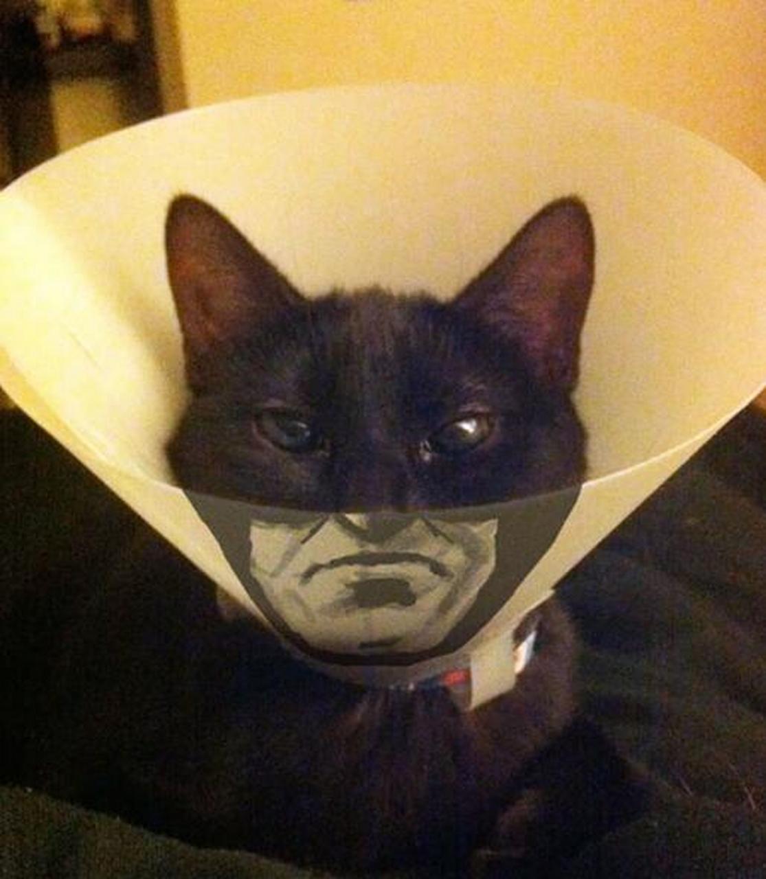 萌宠日记#你永远猜不到,其实蝙蝠侠的真面目是一只猫.