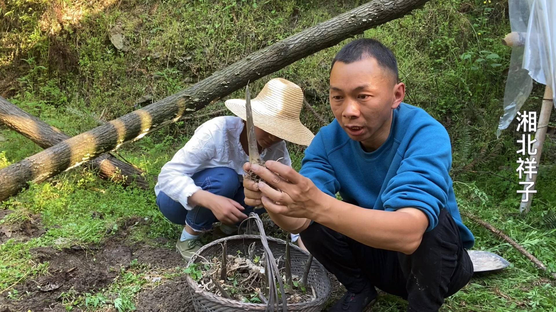 南方的这种山野菜,好多北方人没见过,每年9月可以吃