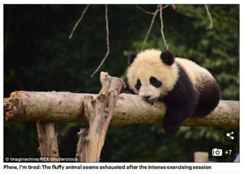 四川大熊猫"秀肌肉"迎新年 外媒报道引网友眼馋