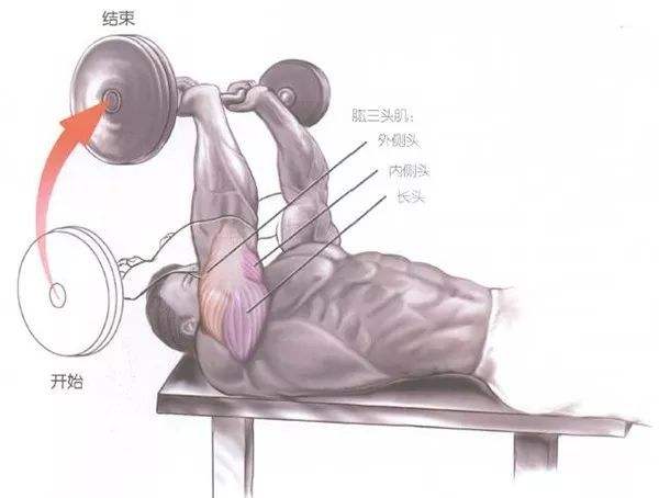 肱三头肌长头训练动作图片