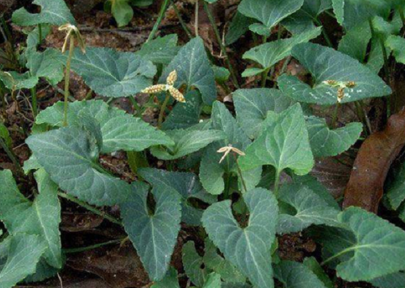 农村田埂上的犁头草,浑身是宝,若是见到的话,还请好好珍惜