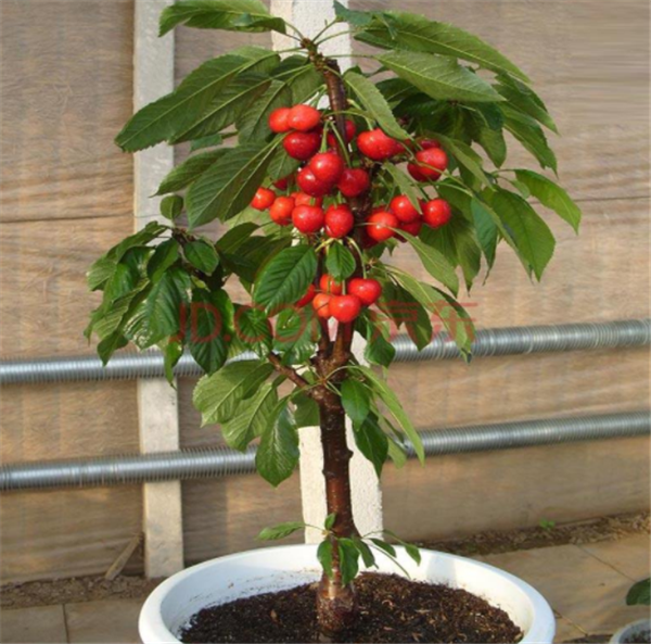 "樱桃"种盆里就能活,春天阳台种2盆,收获1箩筐,够吃1个月!
