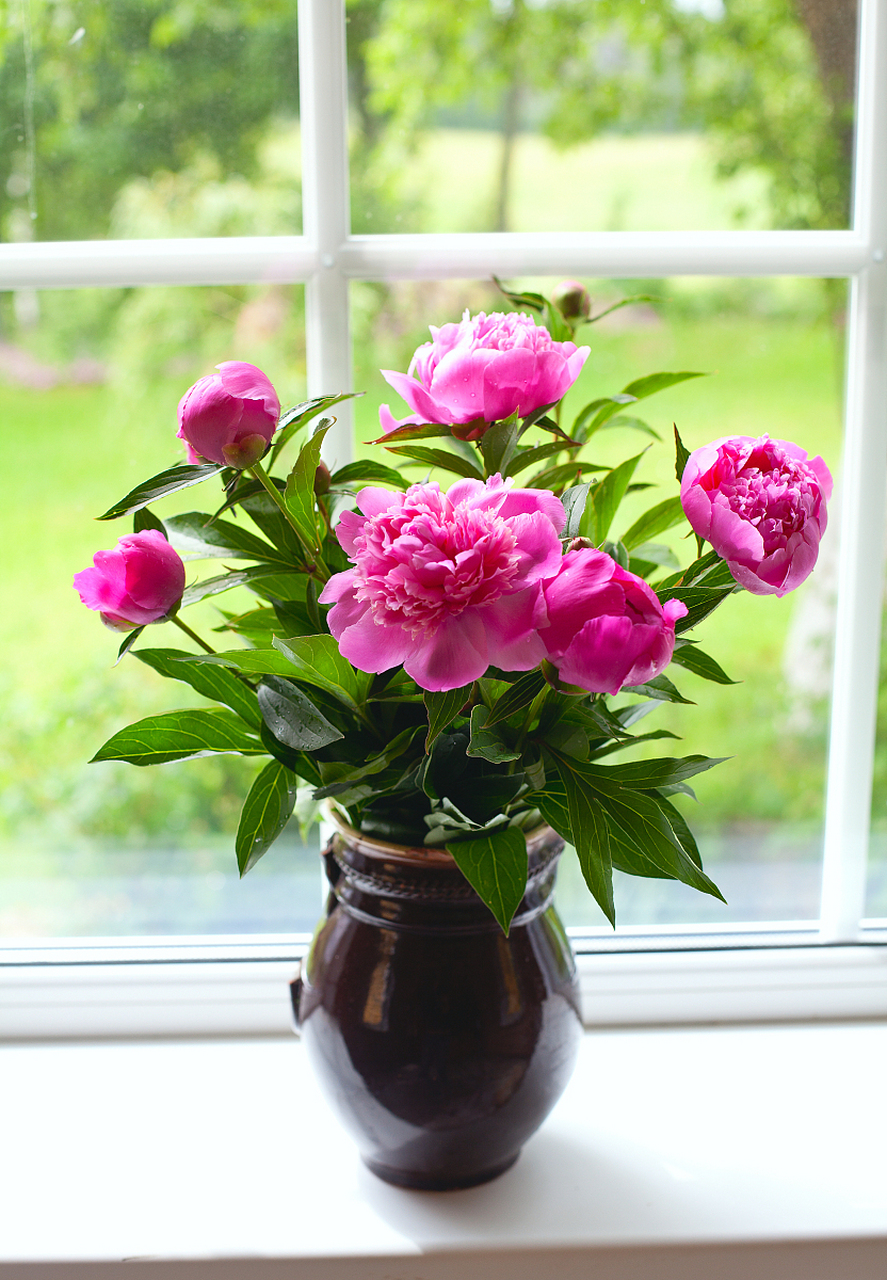 那么,什么样的土质才适合盆栽芍药的生长呢?