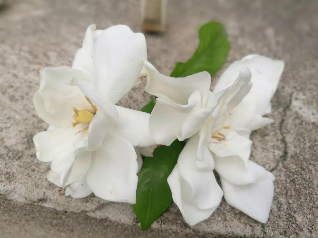 送你两朵栀子花