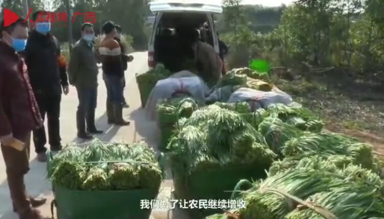 南宁市新兰村党总支部书记,村委会主任陈福华:实行"一带五"政策 降低