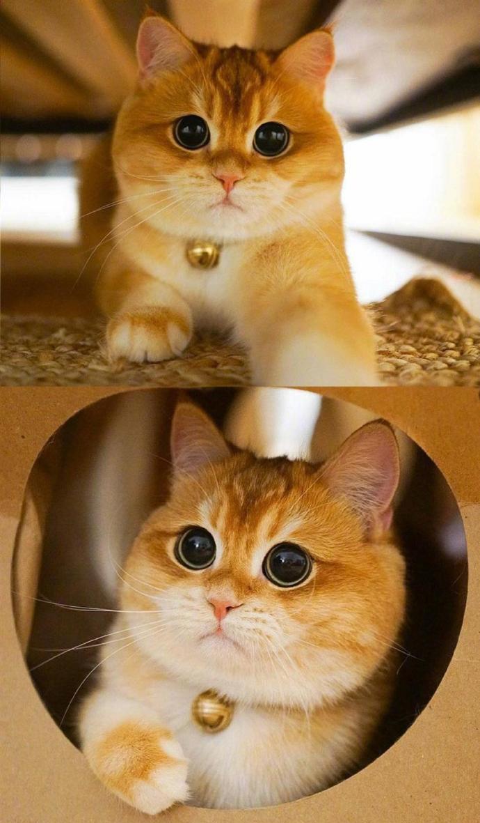 这只橘猫包子脸,蓝眼睛,仿佛总是气鼓鼓的,看起来特别憨厚,可爱到让人