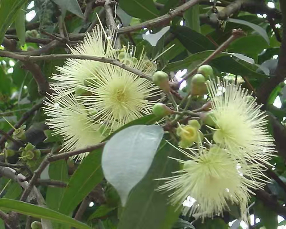 浦桃,和扁桃一样大小的果,不过比较脆.