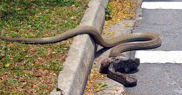 世界最大的毒蛇——"蛇类煞星"眼镜王蛇