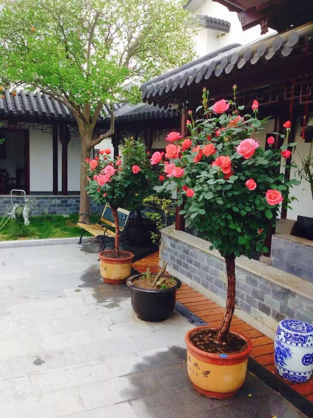 愿老来有个小院,养花种草,做一个幸福的养花奴!