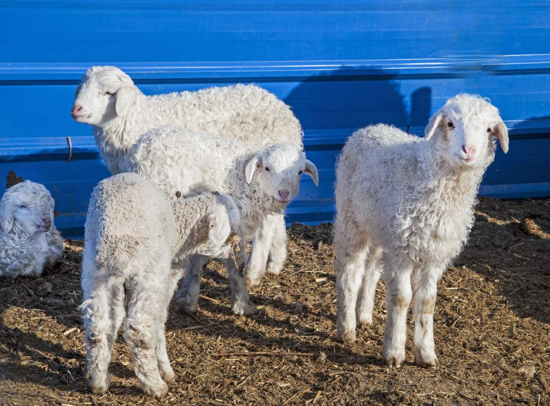 羊- 优质问答专区