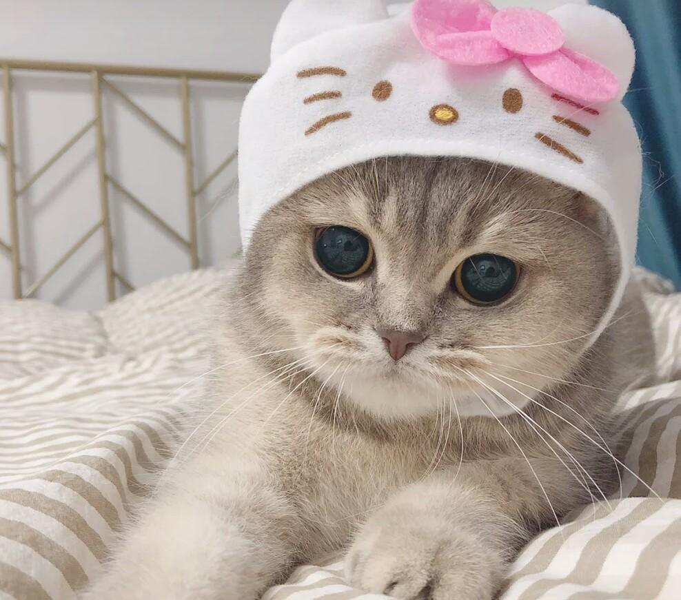 撒娇猫咪最好命,做宠物猫不容易,还被铲屎官强制打游戏