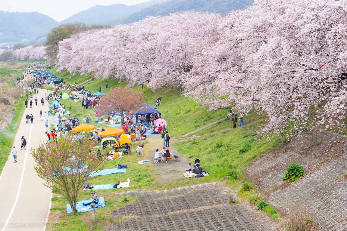 京都赏樱人气景点排行-2019年日本樱花季(3~4月)