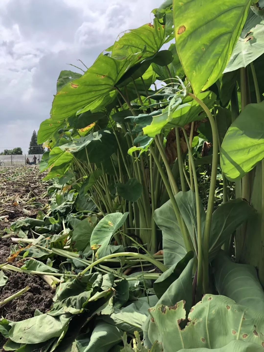 毛芋- 热门商品专区