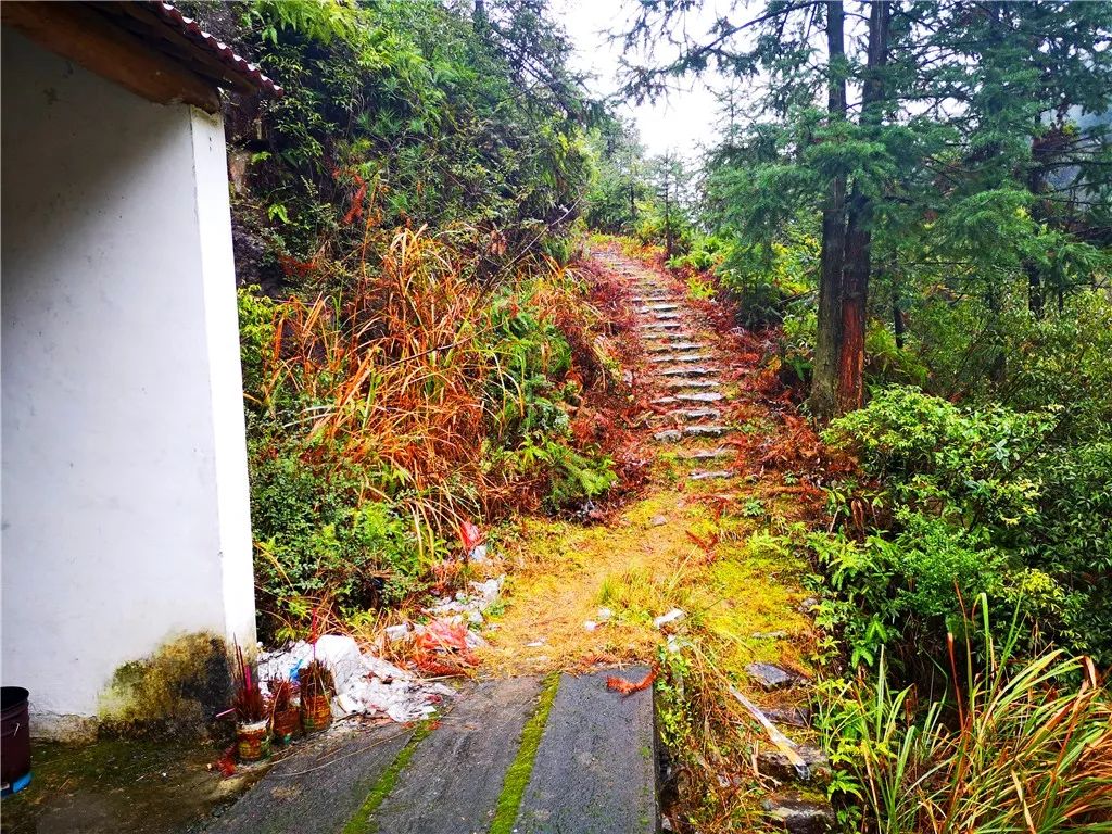 象鼻头岭古道丨一条横亘于永嘉深山大岙间的古道